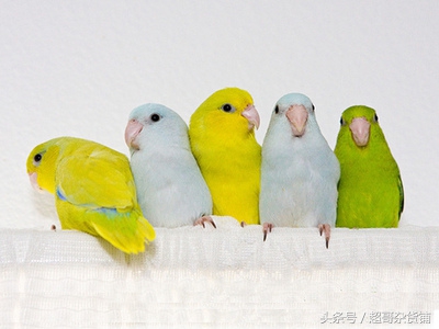 不同鹦鹉的形态和特征图片,各品种鹦鹉体型区别