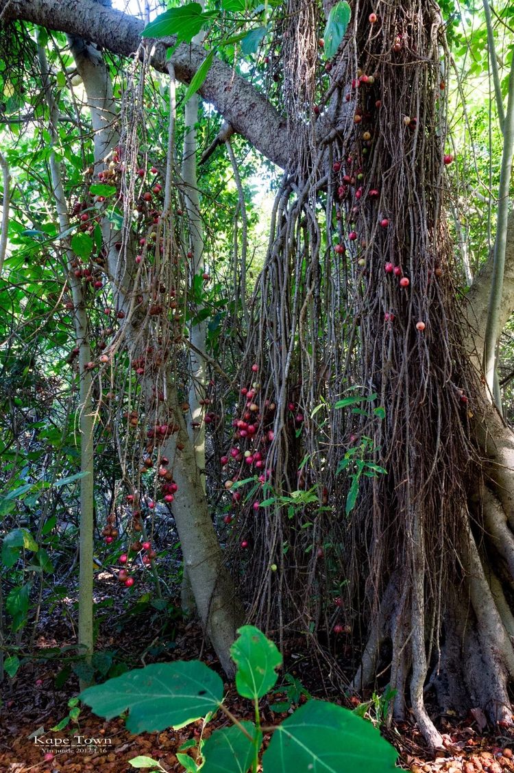 走进彩虹之国感受南非独特之美,彩虹之国南非