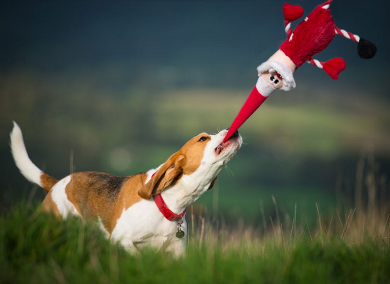 怎样挑选适合狗狗的玩具,如何给狗狗选择玩具大家知道吗