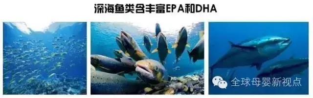 有人告诉你孕期不能吃什么,孕期到底要不要吃虾