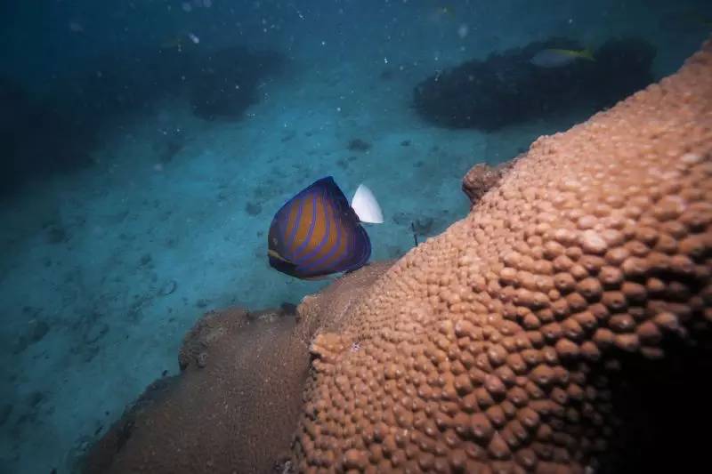 泰国|涛岛:在海上漂了一年,我终于沉下去了