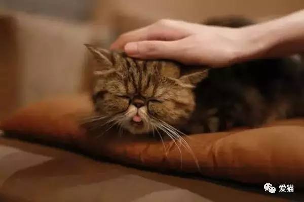 我有“猫”病，请问你有药吗？