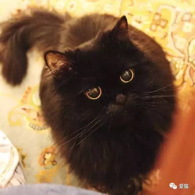 我有“猫”病，请问你有药吗？