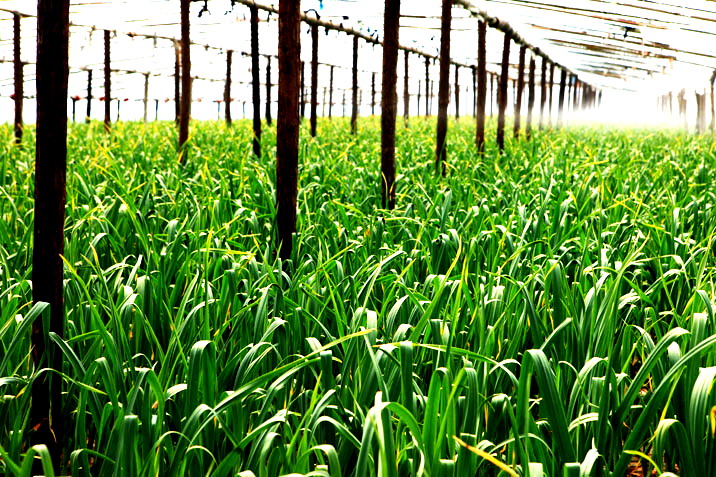 司业飞创业行动家,司业飞