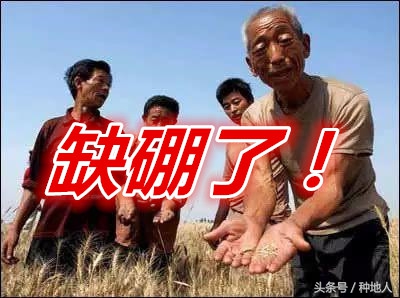 种地人：请认真对待硼元素！