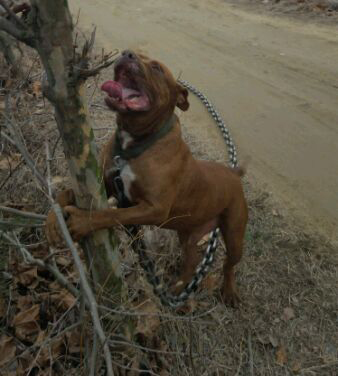 农村里打猎的“洋犬”，你最中意哪只