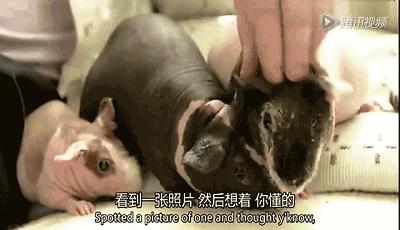 荷兰猪卖肉视频,又黑又大的荷兰猪