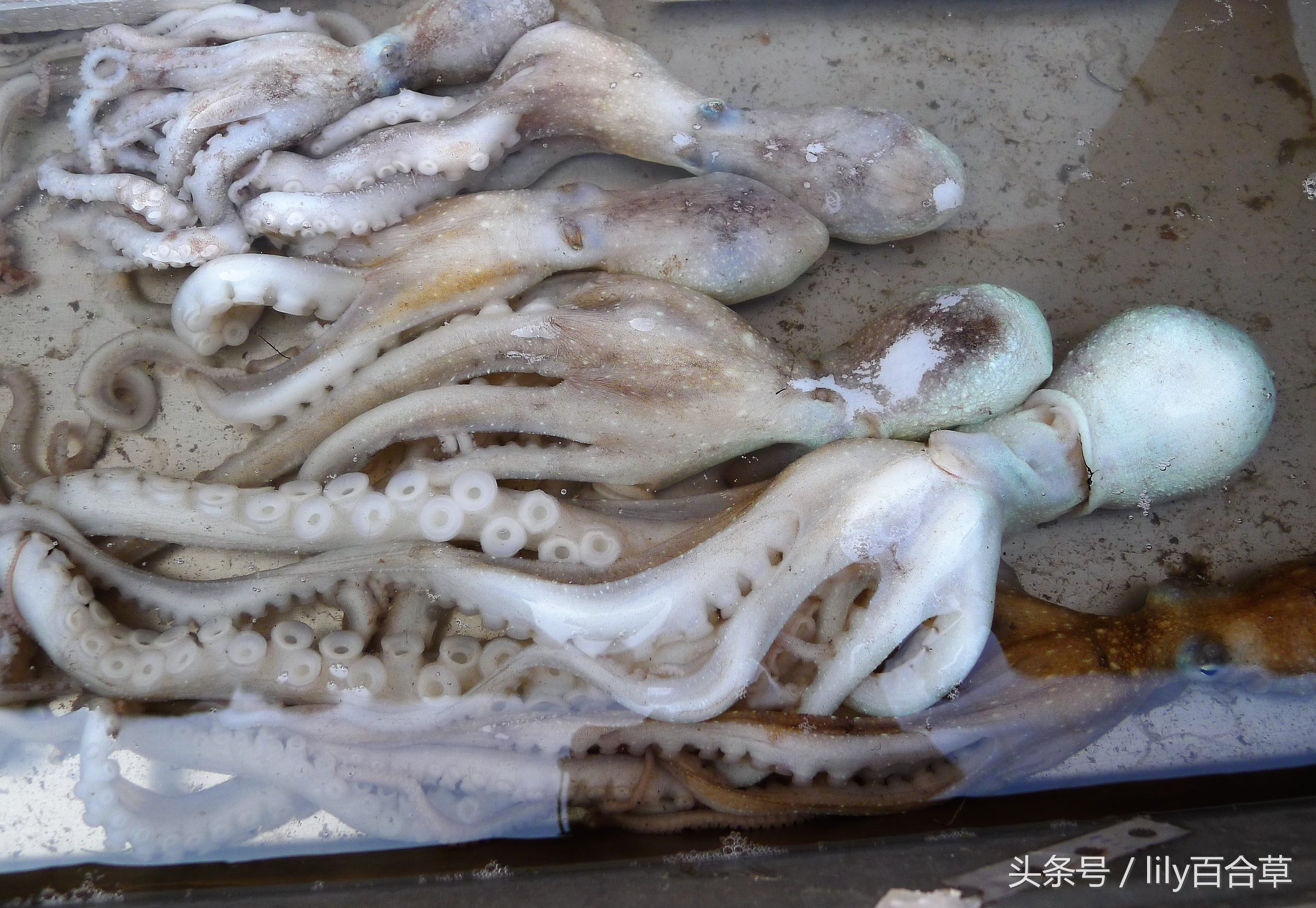 吃海鲜适合带什么,回家路上可以带海鲜吗