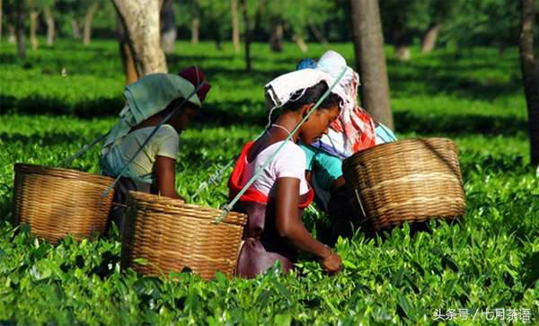 红茶加香槟是什么味道,红茶中的香槟