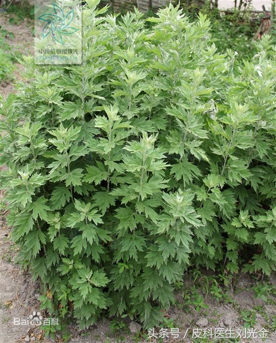 二月茵陈四月蒿包括艾蒿吗,茵陈蒿和青蒿图片