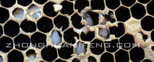 中蜂囊状幼虫病的发病原因是什么,中蜂囊状幼虫病用青霉素怎么治疗