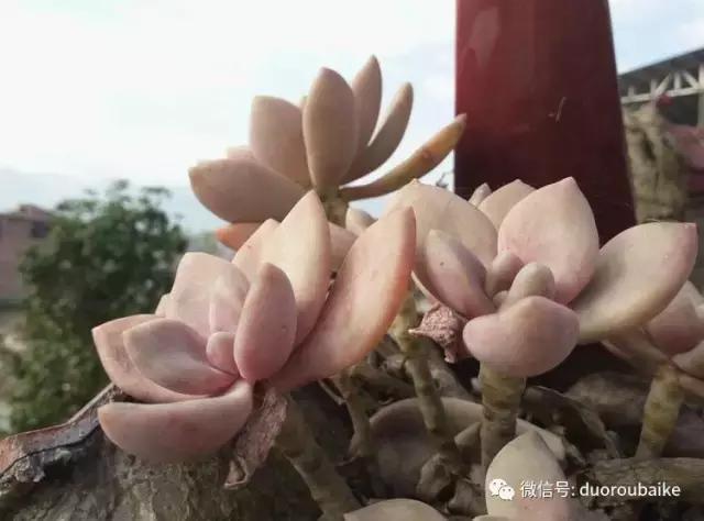 雪地里妈妈种的漂亮多肉,女儿种的多肉