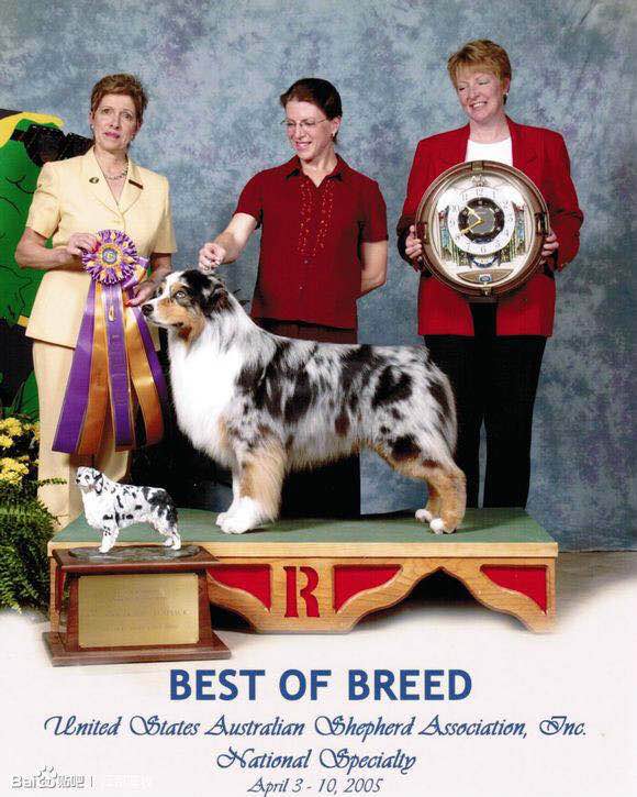 普遍的狗狗品种大全及图片,所有狗狗品种集合大全