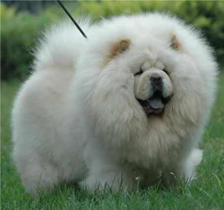 普遍的狗狗品种大全及图片,所有狗狗品种集合大全