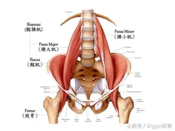 产后骨盆倾斜对女性危害,骨盆前倾对跑步的影响
