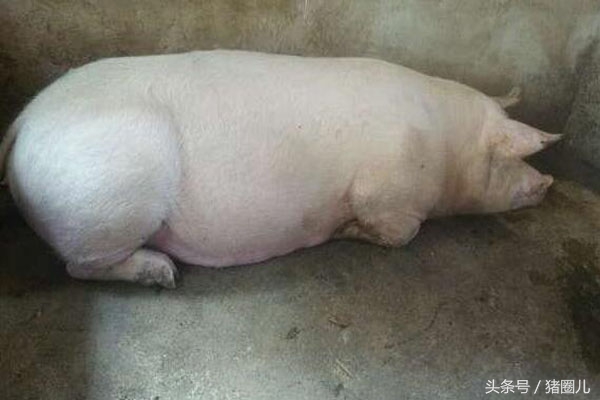 母猪怀孕日期忘记了,母猪记错日子提前十天打催产针