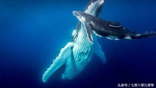 动物求偶记,动物求偶表现大全