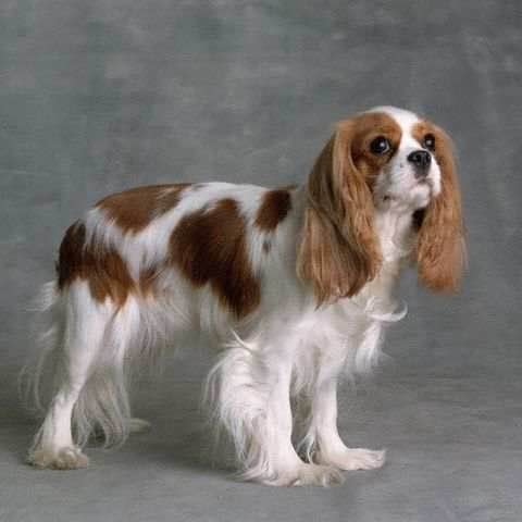 狗狗品种收集大全,收藏狗狗