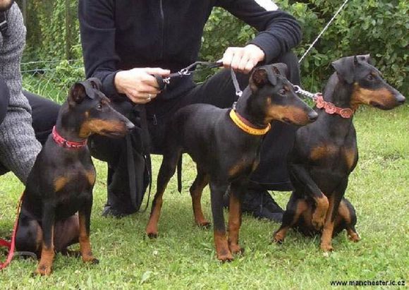 狗狗品种收集大全,收藏狗狗