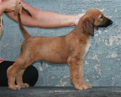 狗狗品种收集大全,收藏狗狗