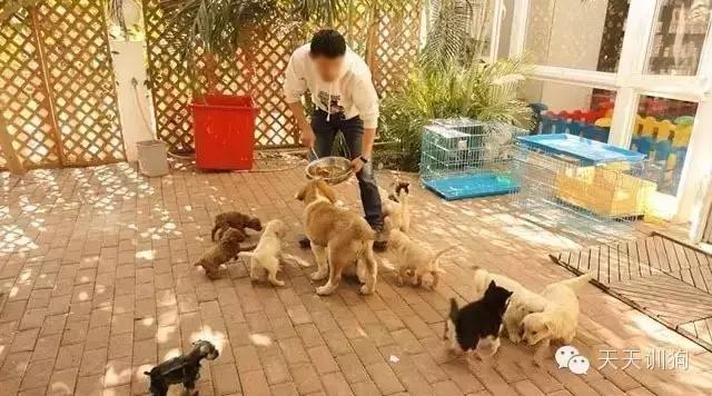 宠物狗去哪里买比较靠谱,宠物狗到哪里买最便宜