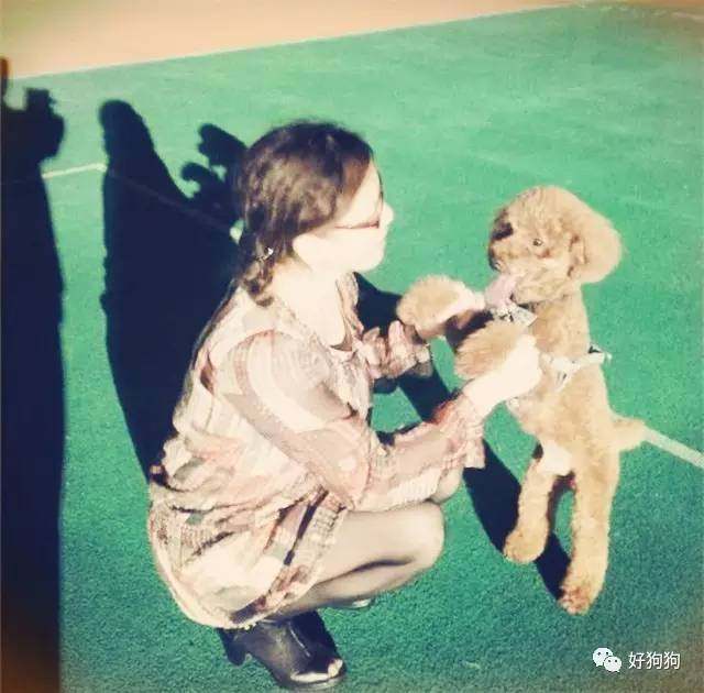 一只贵宾狗,一只贵宾犬