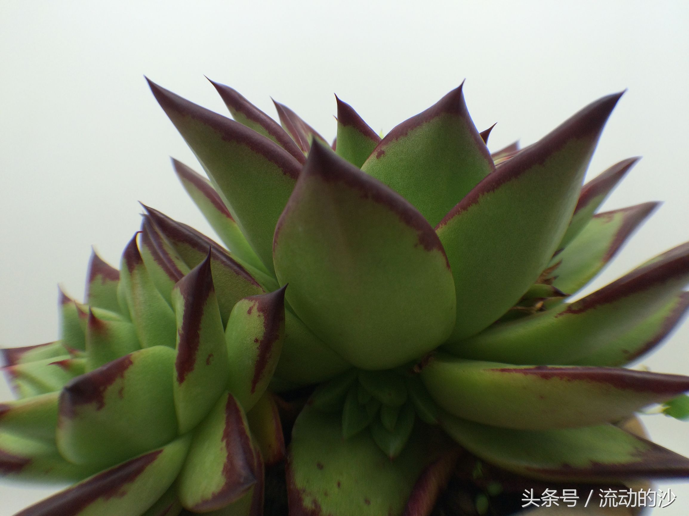 多肉植物乌木如何养,乌木多肉植物怎么养