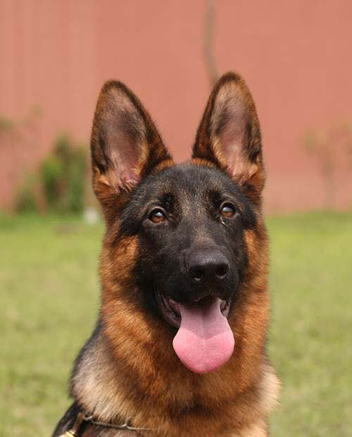 普遍的狗狗品种大全及图片,所有狗狗品种集合大全