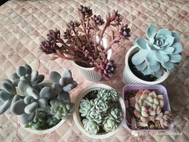 养了20年的多肉植物,老肉友多肉植物