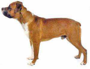 普遍的狗狗品种大全及图片,所有狗狗品种集合大全