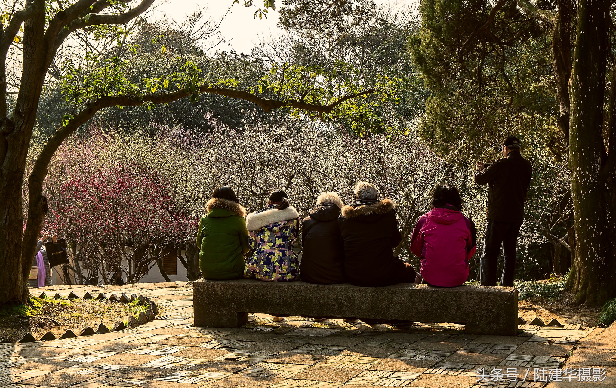 无锡梅园，春风十里不如你