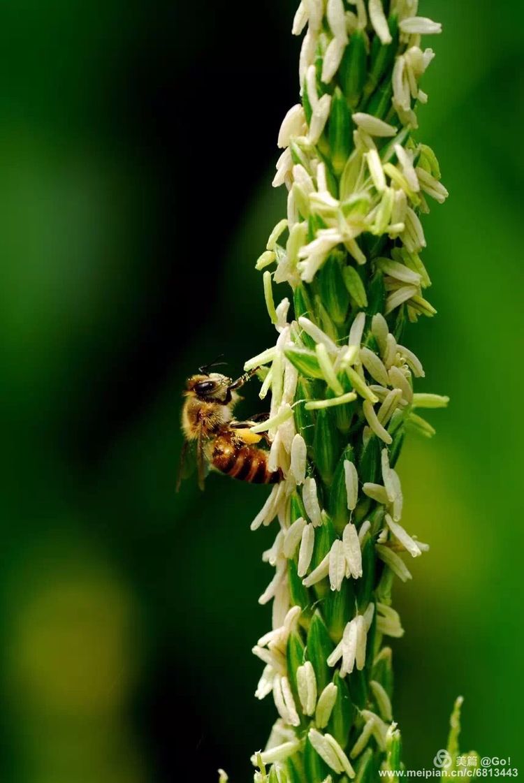 微距镜头下的昆虫视角,微距下的昆虫摄影