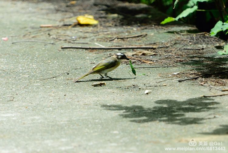微距镜头下的昆虫视角,微距下的昆虫摄影
