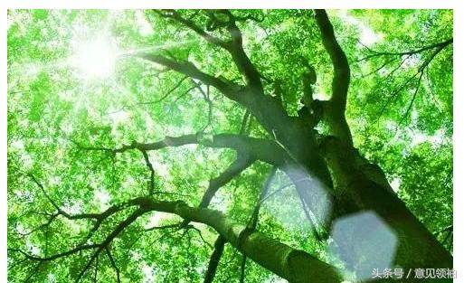 狗红眼病的症状和治疗方法,红眼病的引发原因