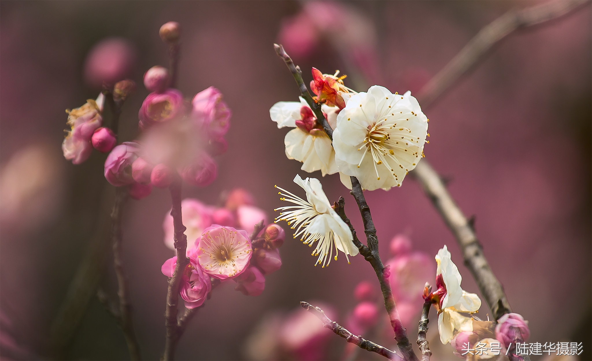 无锡梅园，春风十里不如你