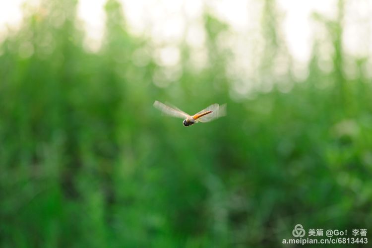 微距镜头下的昆虫视角,微距下的昆虫摄影