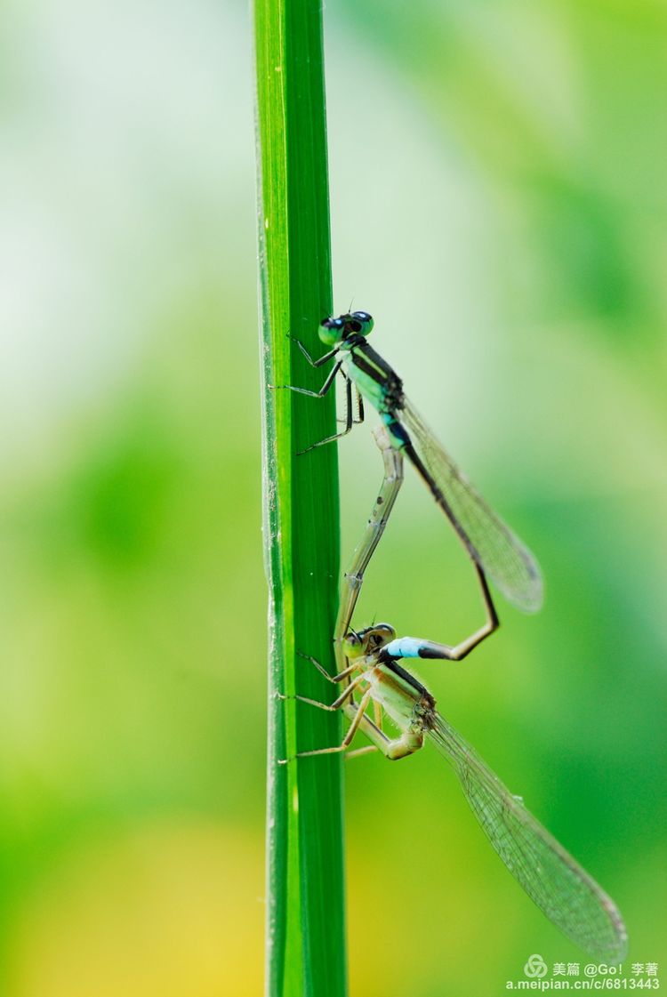 微距镜头下的昆虫视角,微距下的昆虫摄影