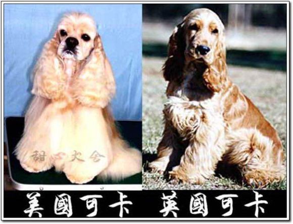 狗狗品种收集大全,收藏狗狗