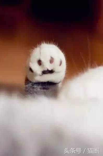 养猫的过程中猫容易得哪些病,养猫的人容易得哪些病