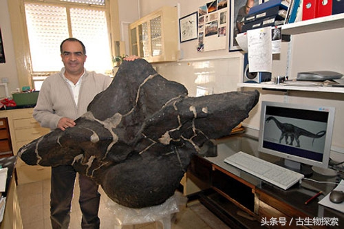 普尔塔龙恐龙视频,普尔塔龙