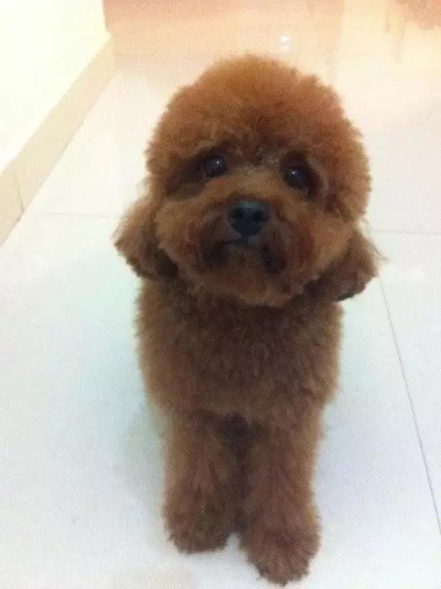 长沙人爱养什么品种的鸟,长沙人为什么喜欢养乌龟