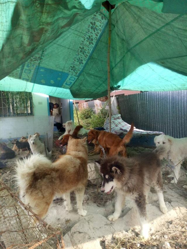 狗贩子养的狗,农村狗市场最好养又便宜