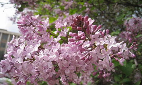 如果胃不好请喝这三种茶,什么茶适合胃不好的人长期喝