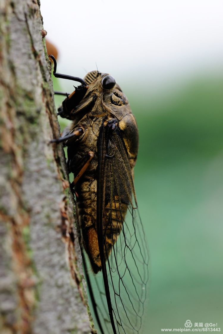 微距镜头下的昆虫视角,微距下的昆虫摄影