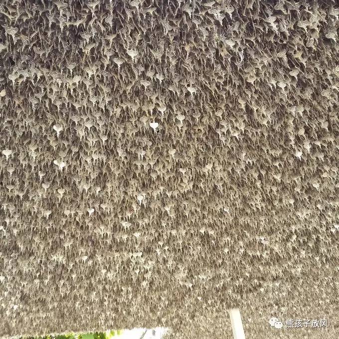 能在异国被警察抓也没谁了吧？这是我的清迈，和你去的不一样！