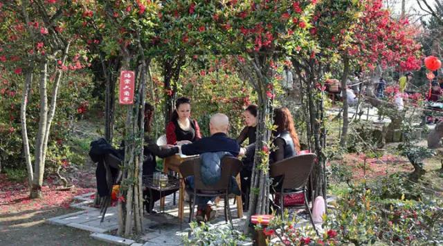 成都海棠花景区,西南最大的海棠花基地在哪里