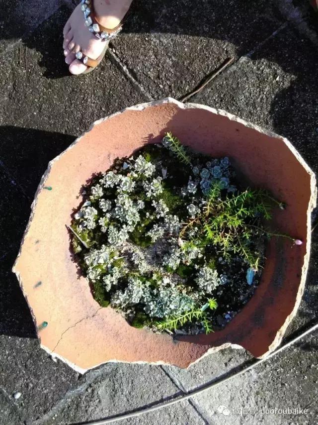 青苔覆盖多肉,青苔和多肉和平共处