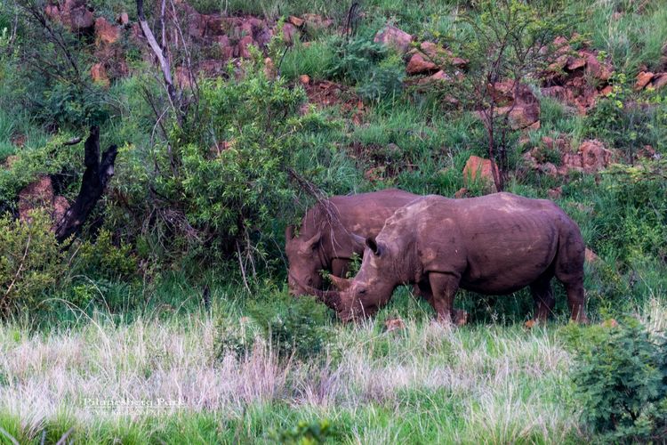 走进彩虹之国感受南非独特之美,彩虹之国南非