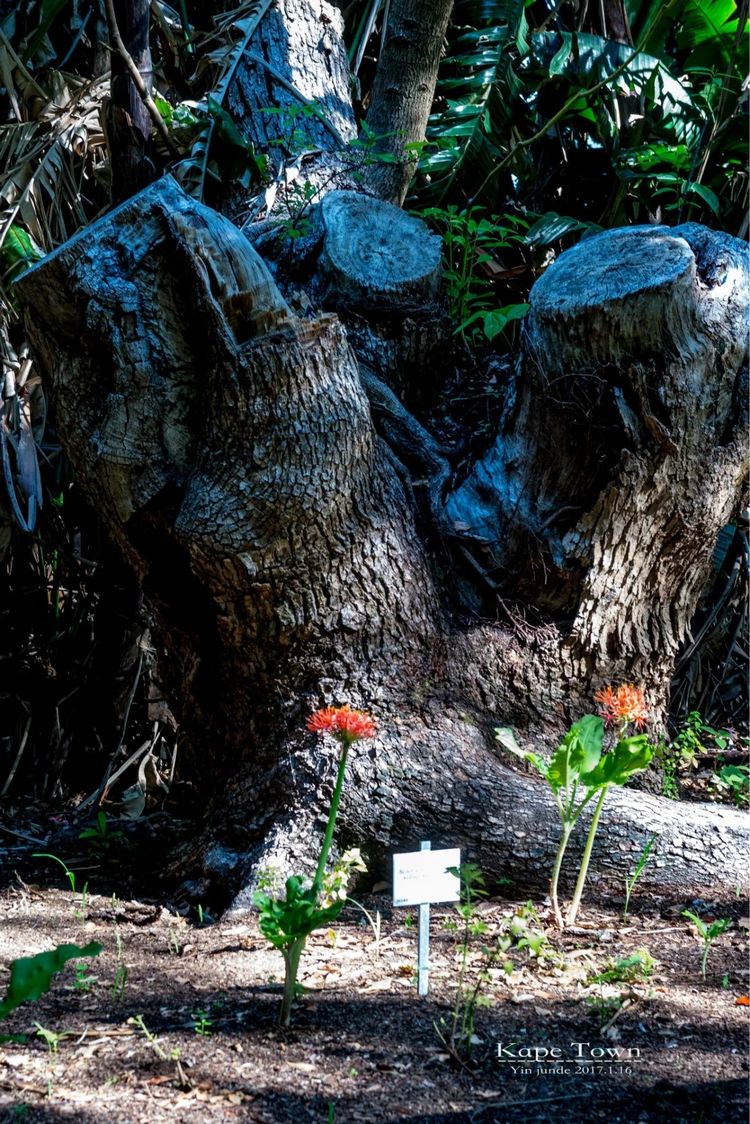 走进彩虹之国感受南非独特之美,彩虹之国南非