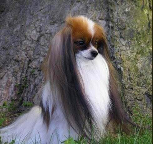 狗狗品种收集大全,收藏狗狗